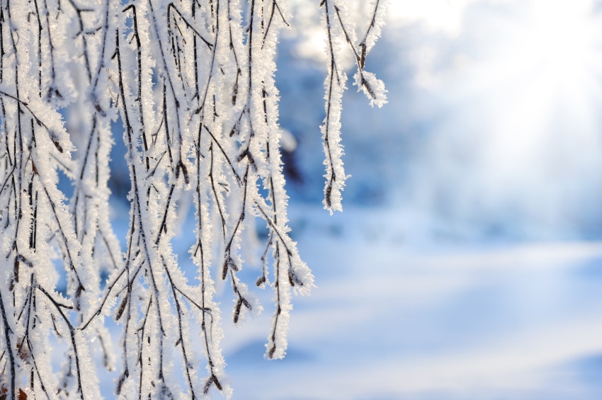 Close-up of snow and frost covered birch tree branches. Selective focus and shallow depth of field.